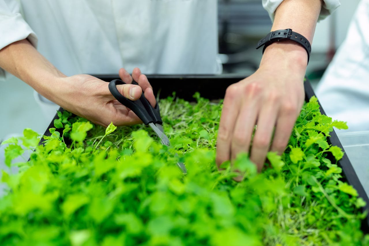 Close-up of a scientist's hands harvesting microgreens in a lab with scissors and plant box.