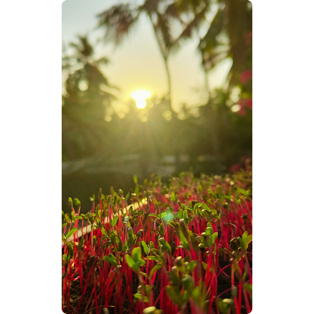Beetroot Microgreens - Image 2