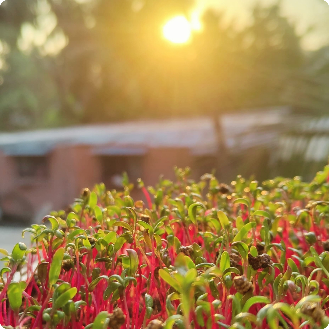 Beetroot Microgreens