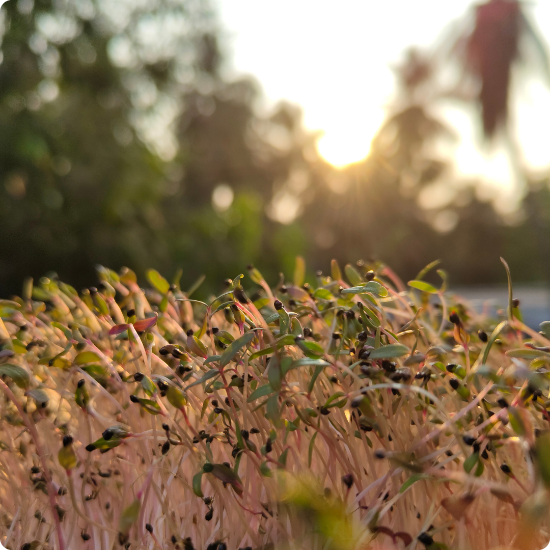 Red Amaranth Microgreens
