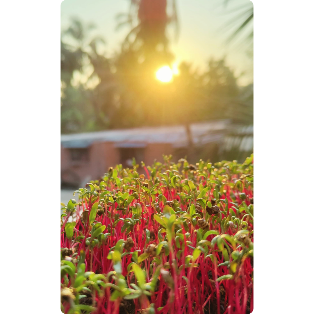 Beetroot Microgreens - Image 3
