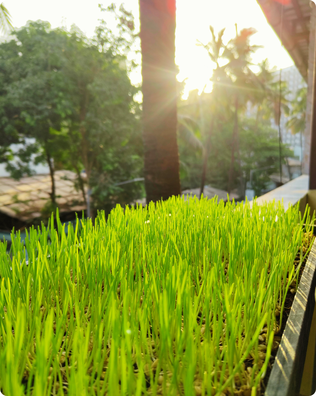 Wheatgrass - Image 3