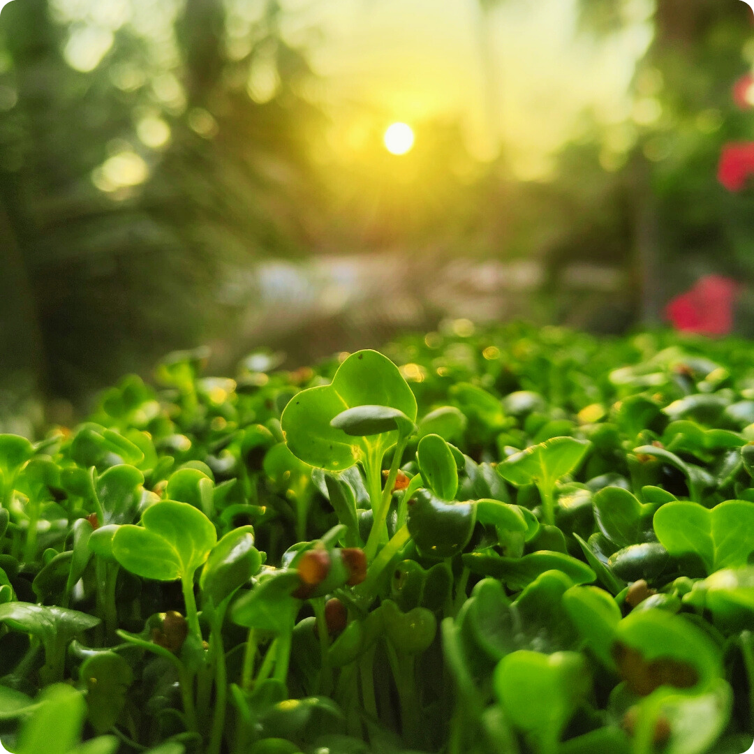 Radish Microgreens