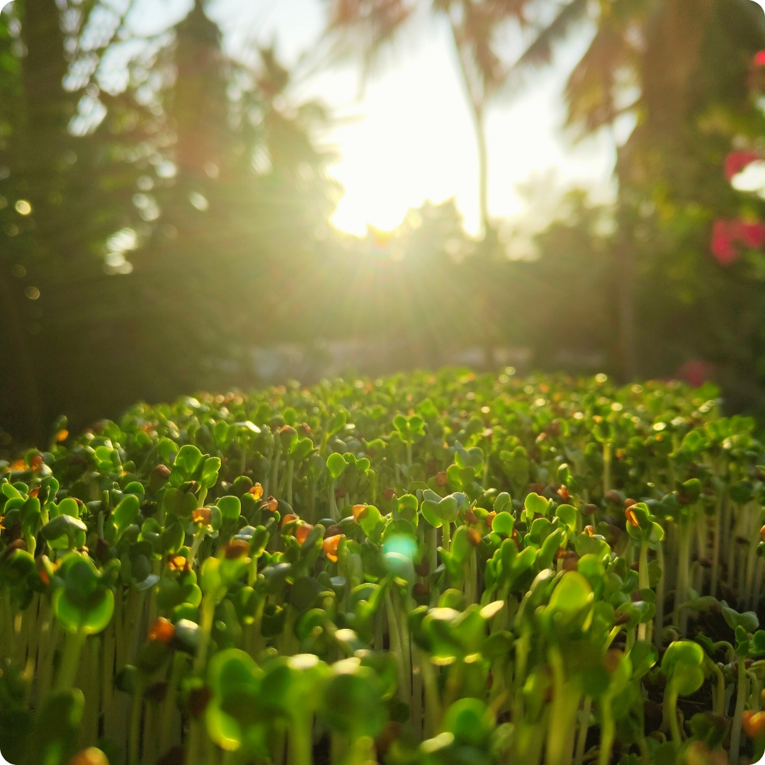 Mustard Microgreens