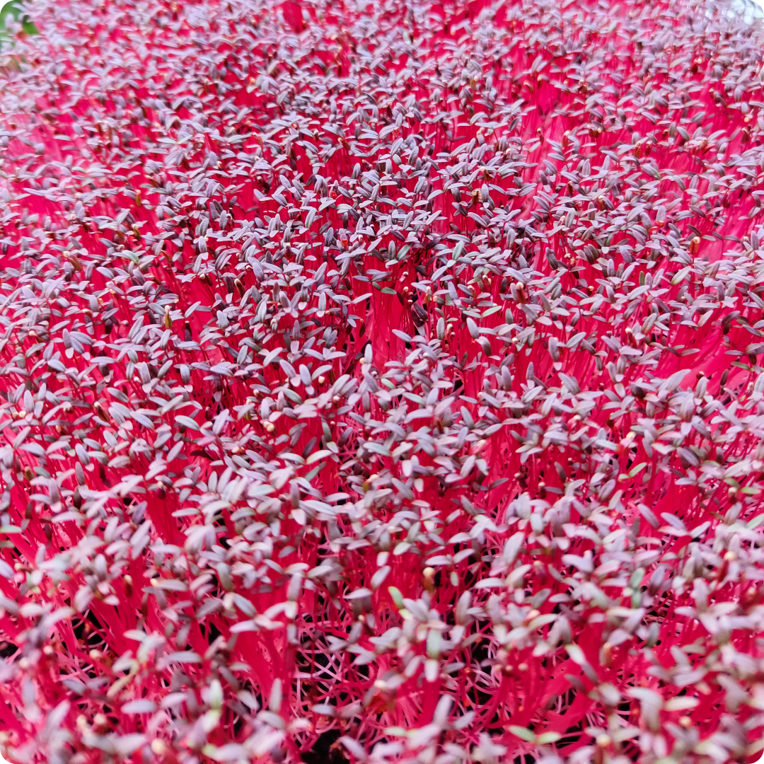 buy microgreens in mumbai