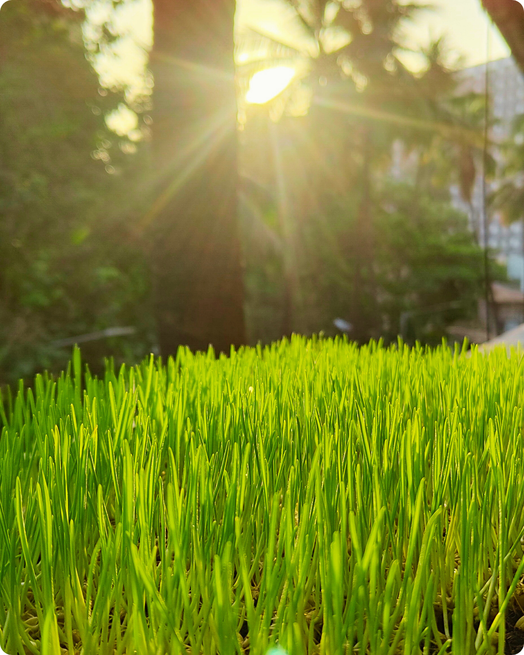 Wheatgrass - Image 2