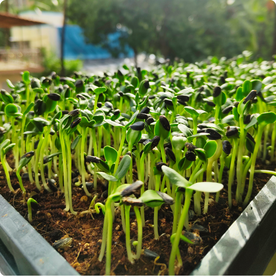 Sunflower Microgreens